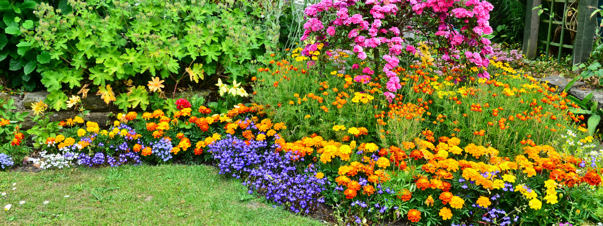 Geef je border wat kleur met deze tuinplanten!