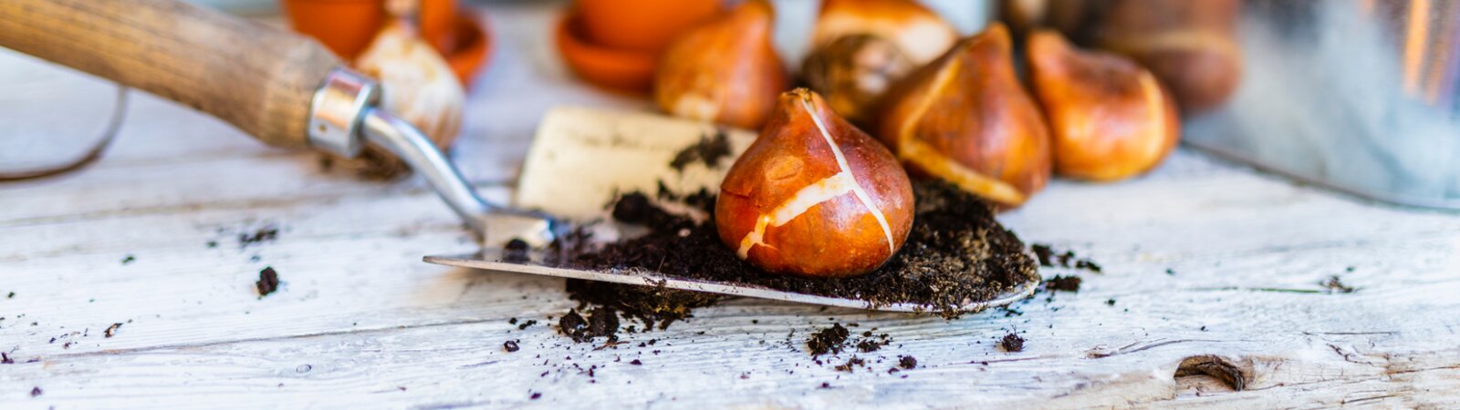 Een bloeiend voorjaar? Plant nu bloembollen!