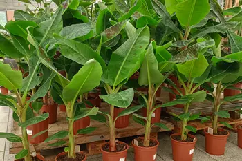 Musa Dwarf Cavendish: de bananenplant die jouw huis en tuin opleukt!