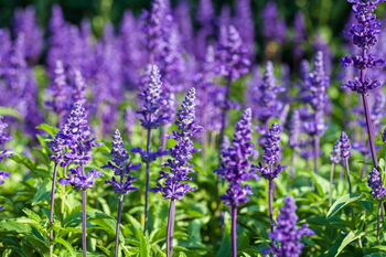 Ontdek de magie van Lavandula angustifolia!