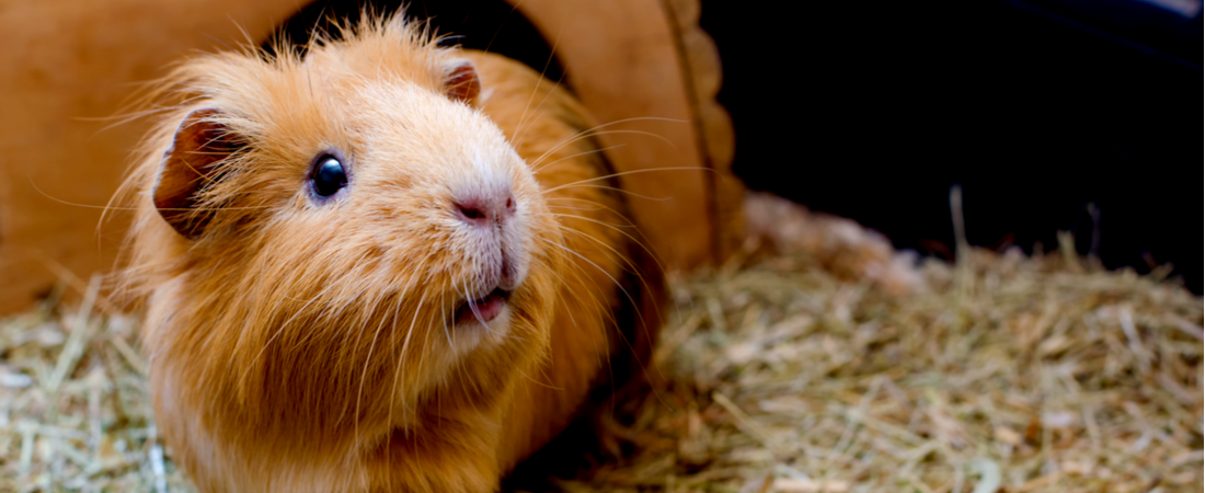 Dierenwinkel Alles Voor Uw Dier Huis En Tuin